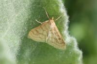 Paracorsia repandalis