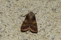 Agrotis puta