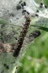 Eriogaster lanestris