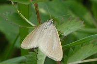 Minoa murinata