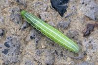 Amphipyra tragopoginis