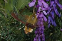 Hemaris fuciformis