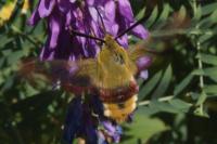 Hemaris fuciformis