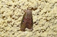 Aphomia sociella