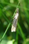 Crambus lathoniellus