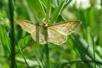 Idaea macilentaria
