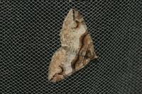 Pareulype berberata berberata