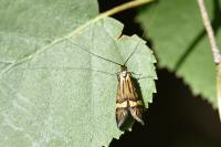 Nemophora degeerella