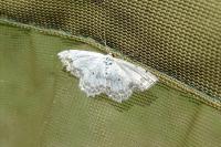 Scopula ornata