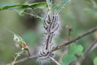 Thaumetopoea processionea