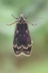 Anacampsis blattariella