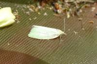 Tortrix viridana