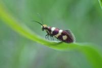 Micropterix aureatella