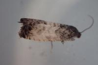 Cydia servillana