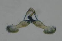 Cydia servillana