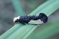 Monopis monachella