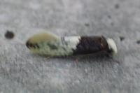 Trichophaga tapetzella