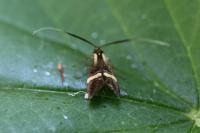 Nemophora degeerella