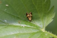Nemophora degeerella