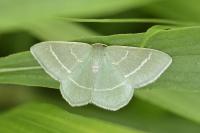 Chlorissa viridata