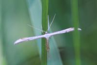 Emmelina monodactyla