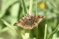 Euclidia glyphica