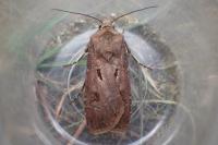 Agrotis exclamationis exclamationis