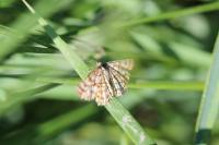Chiasmia clathrata