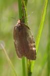 Aphelia viburnana