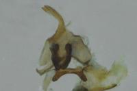 Aphelia viburnana