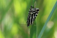 Emmelia trabealis