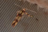 Stathmopoda pedella
