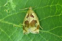 Archips crataegana