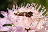 Nemophora metallica