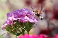 Hemaris fuciformis