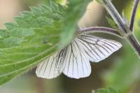 Siona lineata
