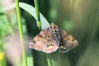 Euclidia glyphica