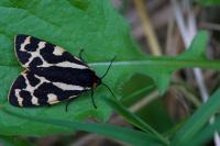 Arctia plantaginis