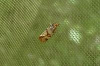 Aethes hartmanniana