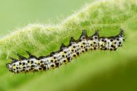 Cucullia verbasci