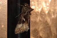 Autographa gamma