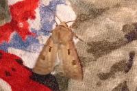 Agrotis exclamationis exclamationis
