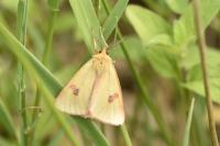Diacrisia sannio
