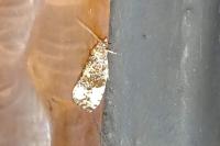 Hedya pruniana