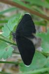 Odezia atrata