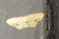 Idaea dimidiata