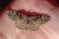 Alcis repandata