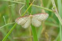 Idaea humiliata