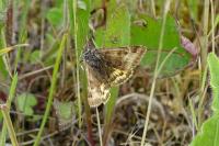 Euclidia glyphica