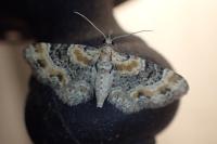 Eupithecia pulchellata